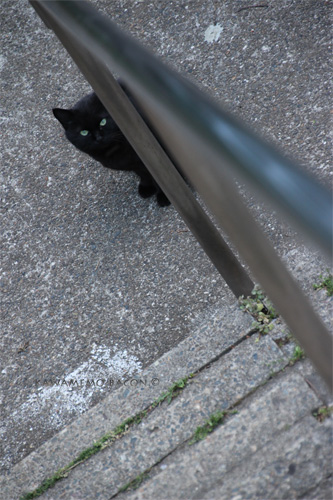 覗く黒猫