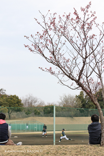 グラウンドの桜